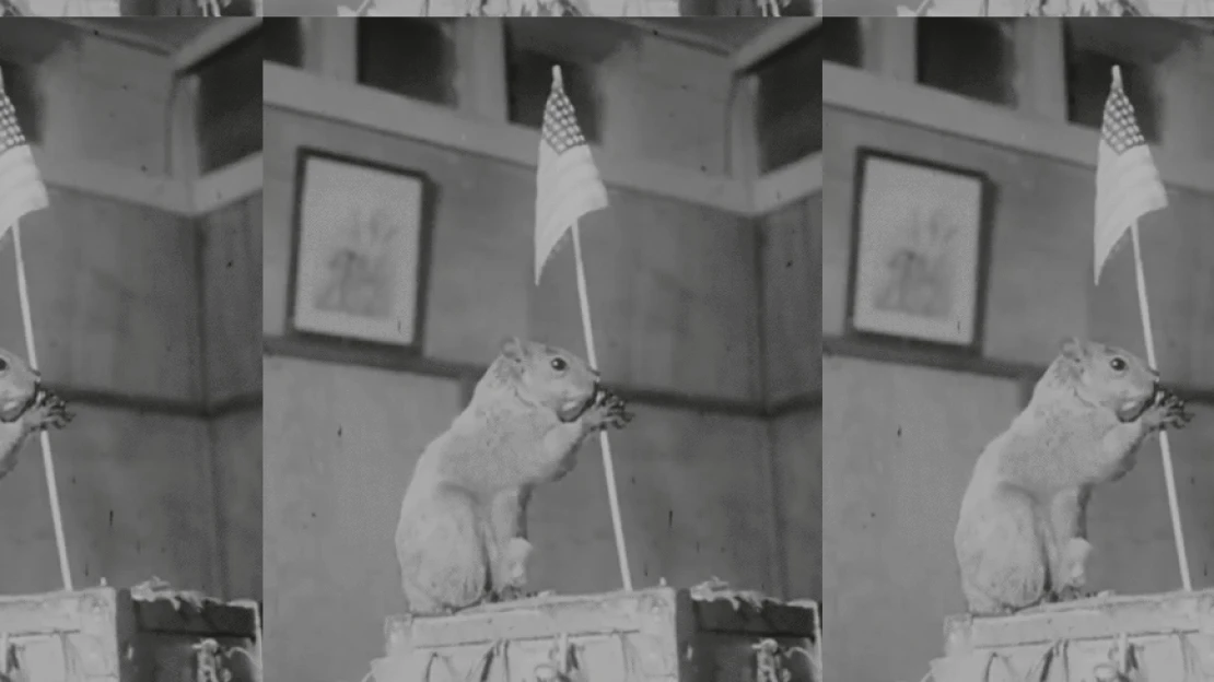 Amerika ledobta a GIF-bombát a hazafias mókussal