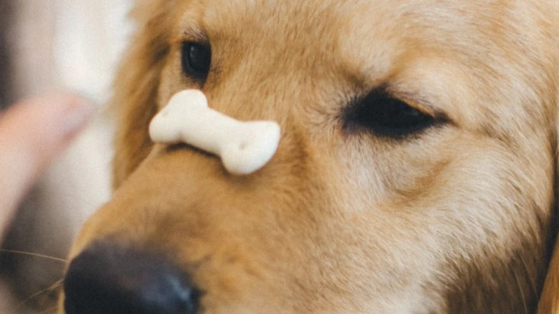 Óriási üzlet: felvásárolták a piacvezető magyar állateledel-gyártót