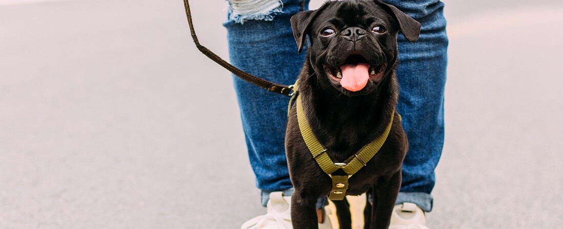 Ilyen is van már: védjegyes kutyatréner tanítja a nagyvárosi életre a budapesti kutyusokat