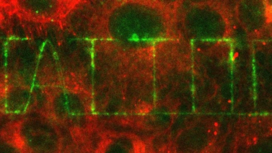 Magyar kutatók törölhetik el a gyógyszerek mellékhatásait
