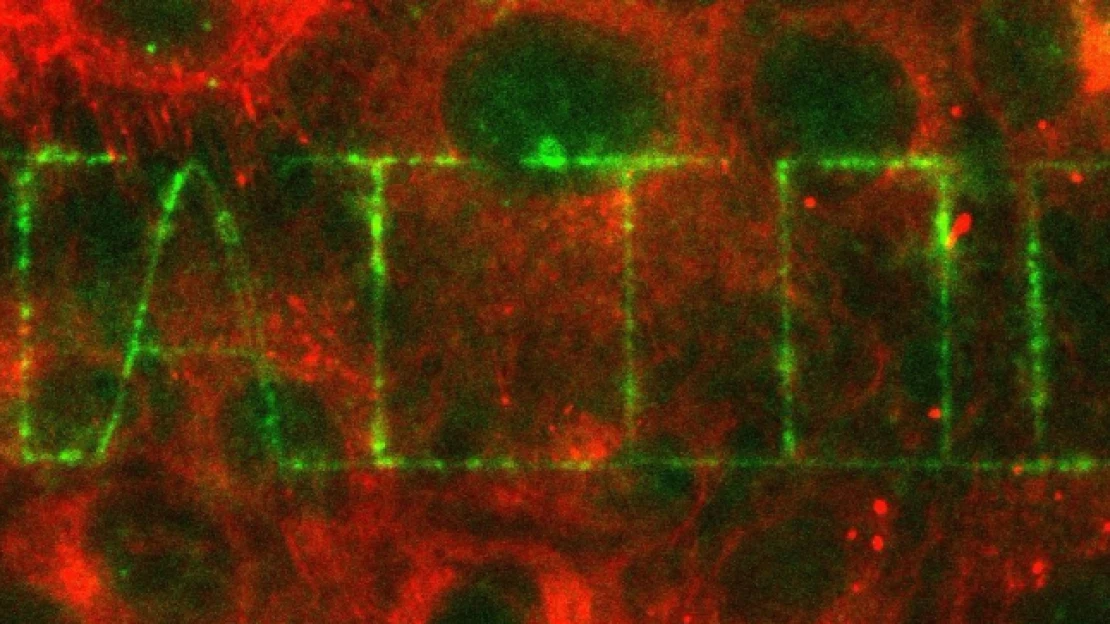 Magyar kutatók törölhetik el a gyógyszerek mellékhatásait