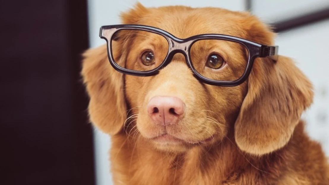 A kutyád, macskád is kütyüfüggő lesz: ezek a termékek megreformálják a kisállattartást