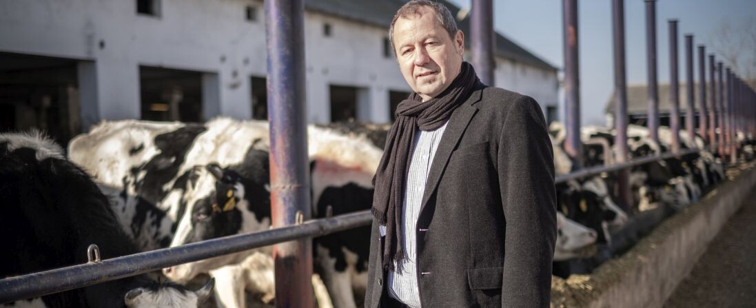 Bocióvoda: így tejelnek a boldog magyar tehenek