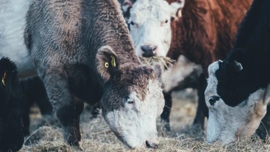 Keresik az ország legszebb haszonállatait, 2 milliót kap a legszebb Holstein-fríz tulajdonosa
