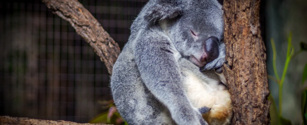 Cris Saur / Unsplash