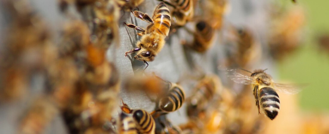 Több tízezer méh segítségével tesztel számítógépes algoritmusokat az ABB – az irodaépület tetején