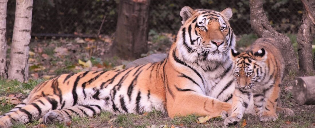 Chatbottal mentene tigriseket a Viber