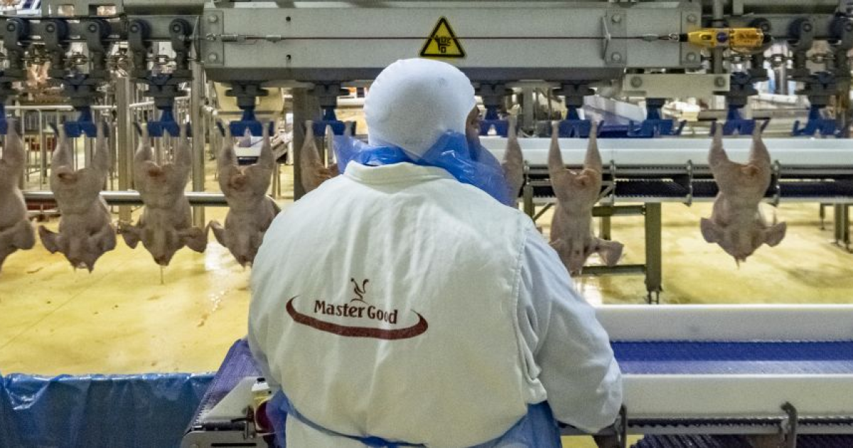 Mi történt Kisvárdán? Csökkent a profit a magyar baromfi-birodalomban