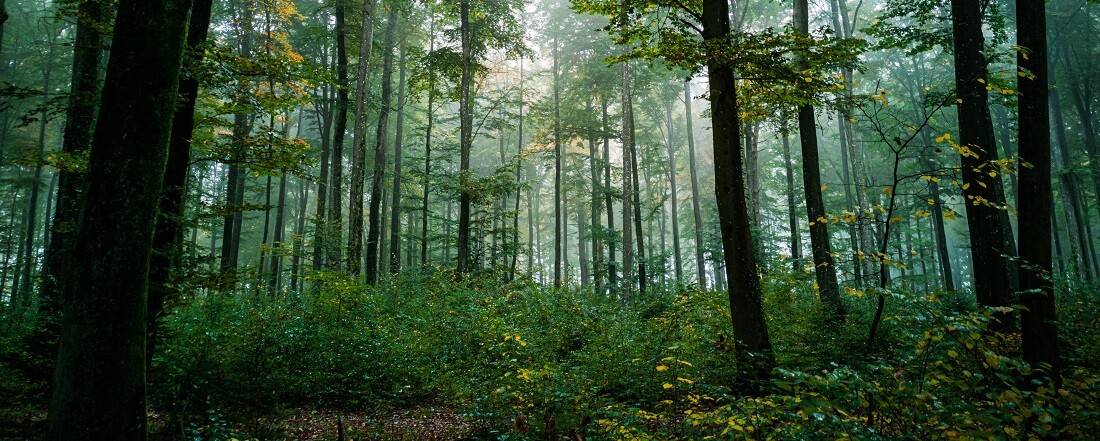 A világ vezetői azt ígérik, 2030-ra vége az erdőirtásoknak