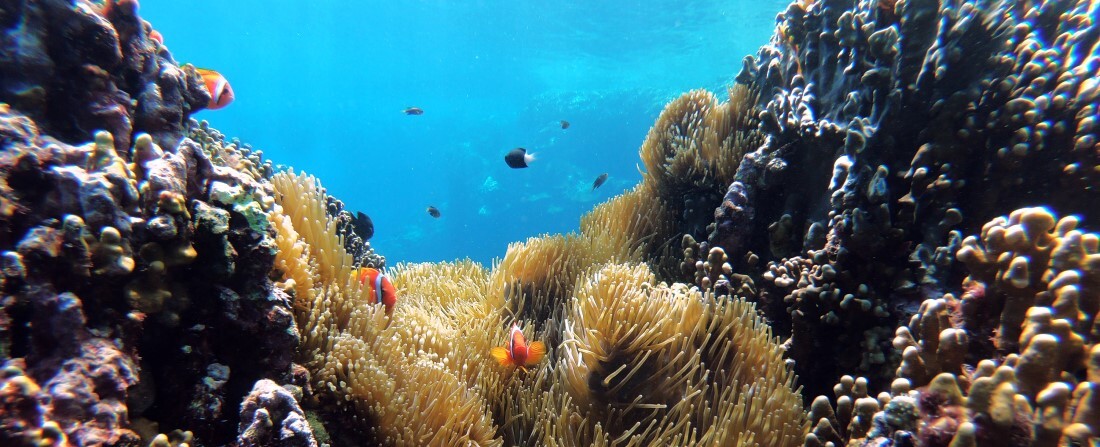 Tudósok: majdnem minden korallzátony eltűnik a következő 20 évben