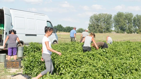 Nincs elég ember a mezőgazdaságban, hiányoznak a vendégmunkások