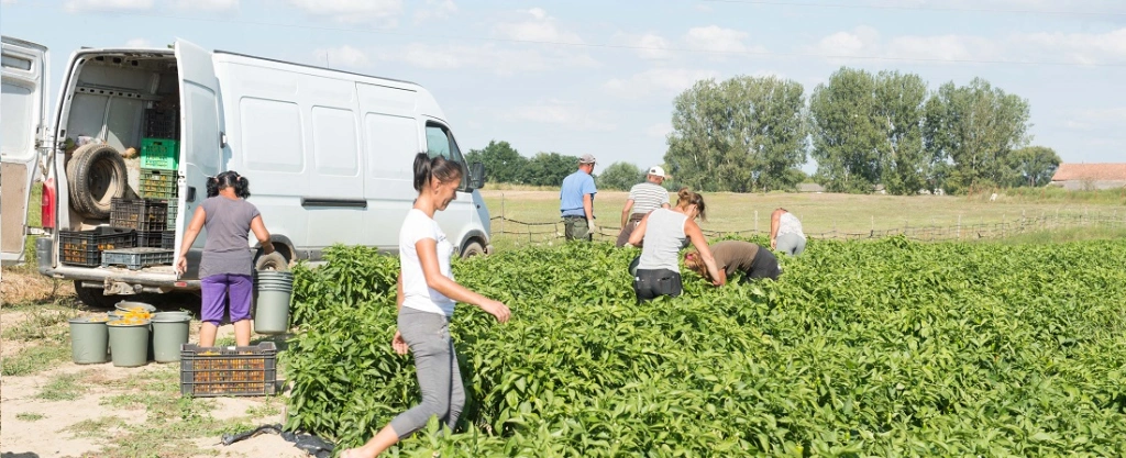 Nincs elég ember a mezőgazdaságban, hiányoznak a vendégmunkások