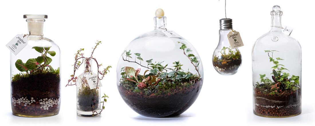 Növények parádsasvári kristályban és tequilás üvegben – floráriumokra váltható ajándékkártyát ajánl anyák napjára a dizájner