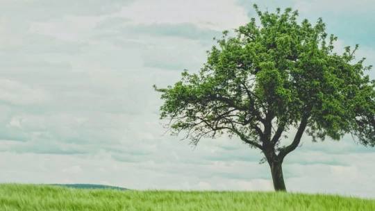 Isten ültessen sokáig! – Összefogott a 10 millió Fa és a térség legnagyobb kertészete, de rád is szükségük van
