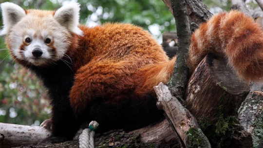 Segítenél a pécsi vörös pandákon? Most megteheted egy kattintással