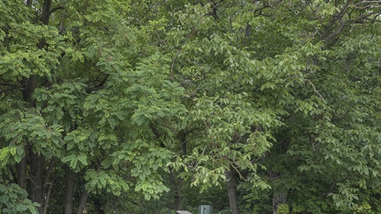 Mini Gourmet Fesztivál