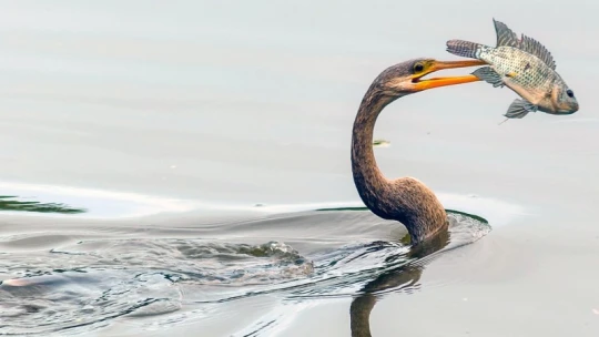 WWF jelentés: A vizes élőhelyek  90 százaléka tűnt el 300 év alatt