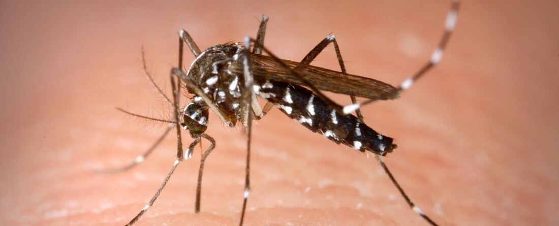 Indul a nagy szúnyogírtás, de mi is lehetünk szúnyogvadászok