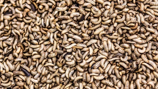 Épül a világ legnagyobb rovarfehérjefarmja – Illinois-ban állítják majd elő a jövő egyik fő táplálékát
