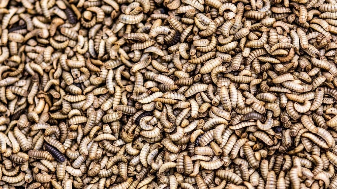 Épül a világ legnagyobb rovarfehérjefarmja – Illinois-ban állítják majd elő a jövő egyik fő táplálékát