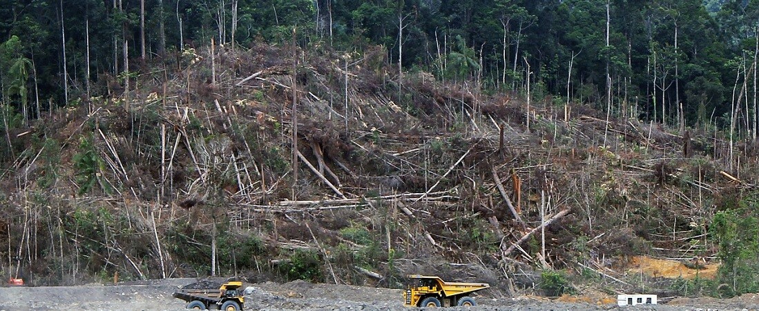 53 milliárd dolláros veszteséggel néz szembe a globális gazdaság az erdőirtások miatt
