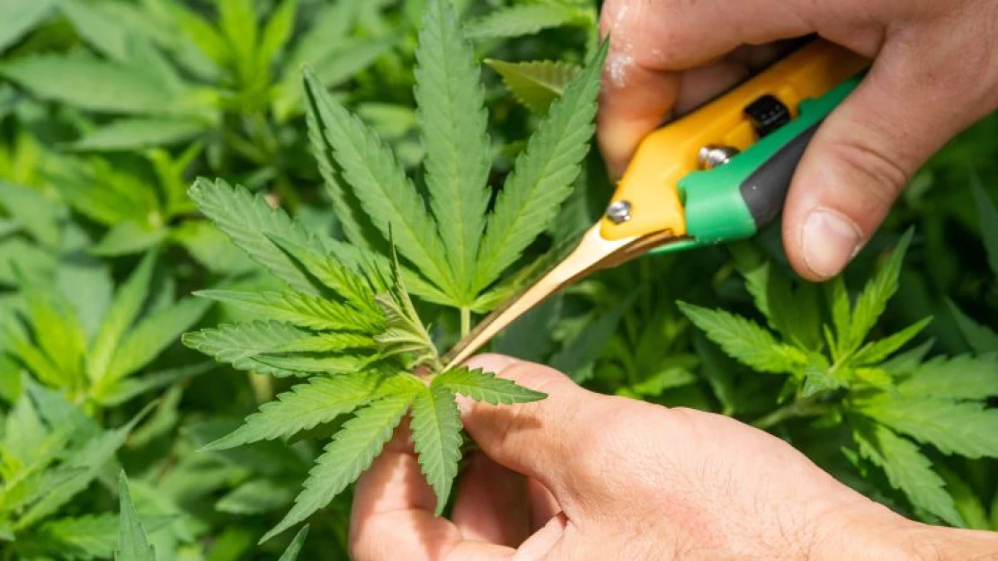 Európában dobbant a kanadai kannabisz-óriás