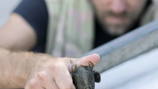 Csak a magyarok tudnak belelátni ebbe a kis kukacba egy szfinxet