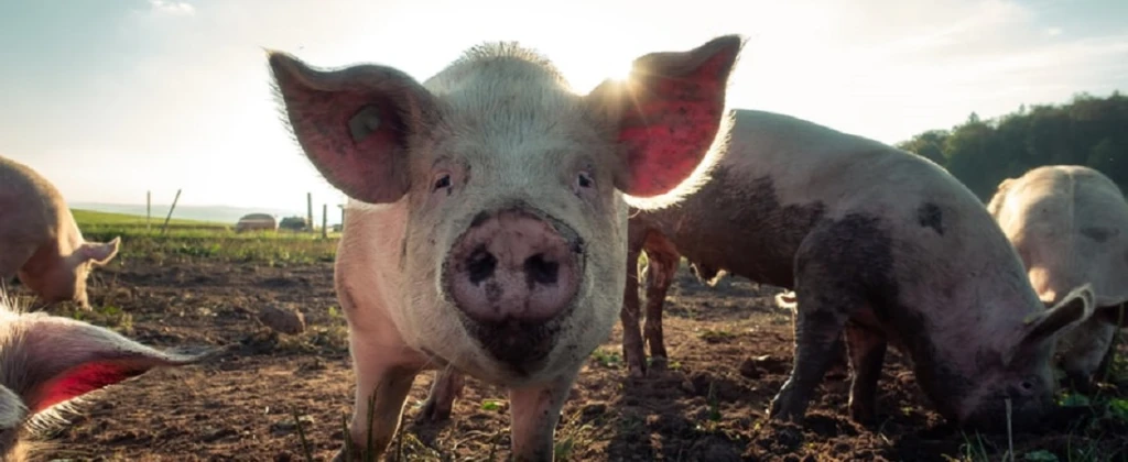 Pascal Debrunner Unsplash Disznó Malac