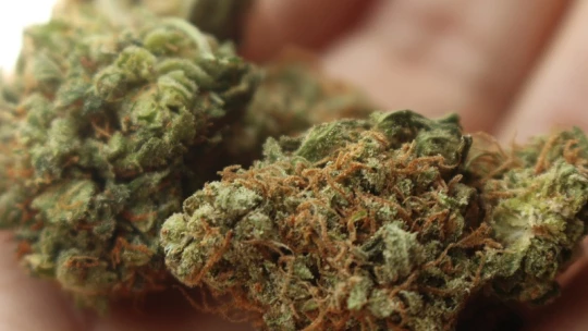 Németország legalizálja a marihuána értékesítését