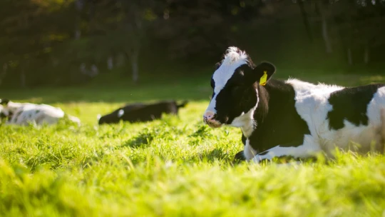 Jó ötletnek tűnt egy tejmárkának, hogy jógázó nőknek nézzenek teheneket a reklámjában