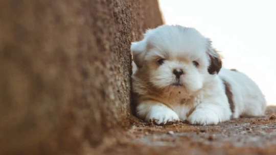 Tiborcz testvére a külföldön már dollármilliárdos  modellre építi streaming shopping cégét