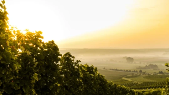 Két kilométeres, zártkabinos libegő lehet Tokaj új látványossága