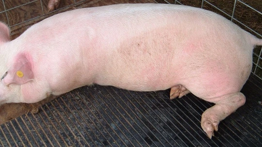 Zöld kötvényt bocsátott ki a magyar sertésfeldolgozó