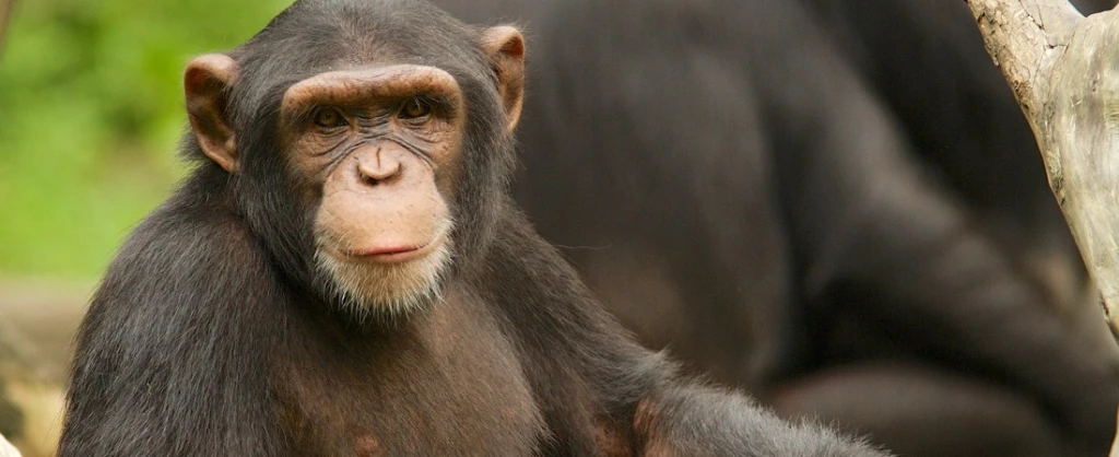 csimpánz, majom, főemlős