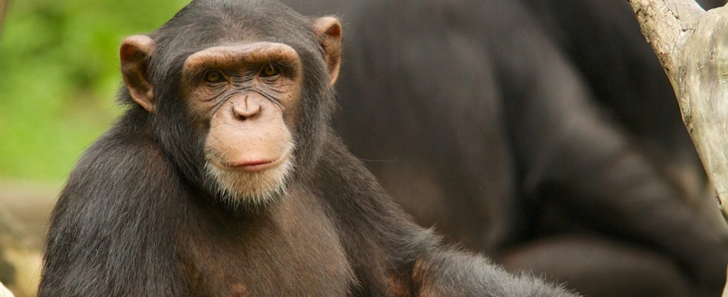 csimpánz, majom, főemlős