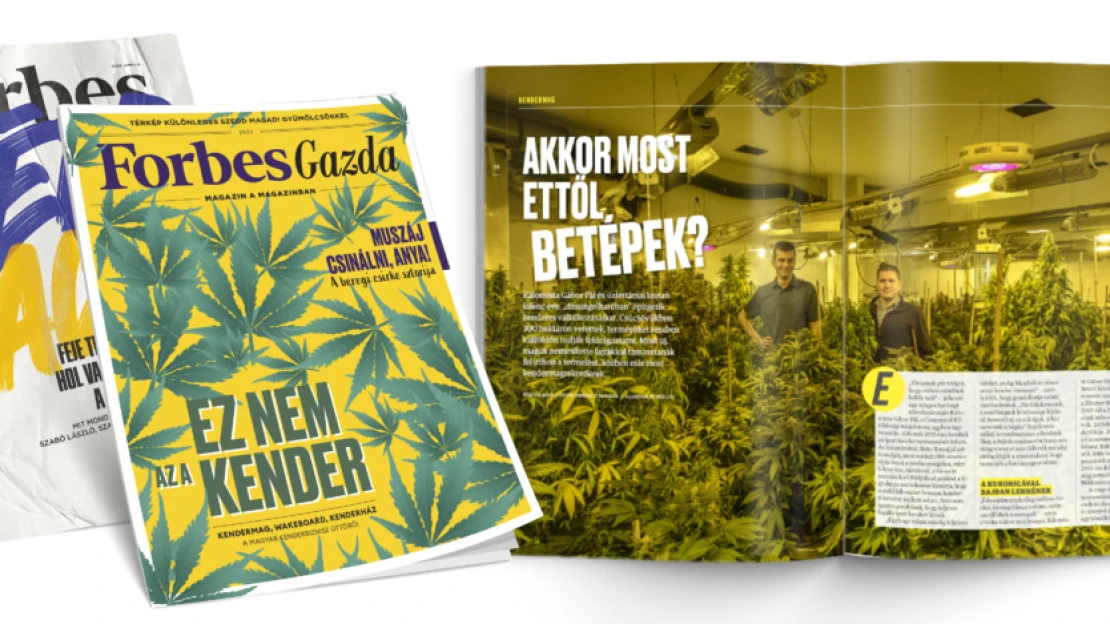 Akkor most ettől betépek? – a magyar kender úttörői a Forbes Gazdában