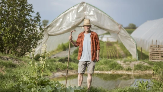 Sári, az igásló is besegít