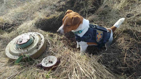 Zelenszkij kitüntetett egy kutyát, a kis terrier életeket ment