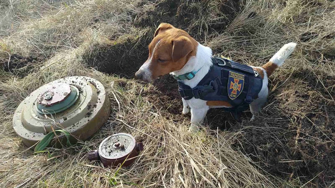 Zelenszkij kitüntetett egy kutyát, a kis terrier életeket ment