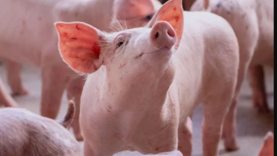 Jönnek a mesterséges intelligenciával felturbózott magyar malacok – Ez a Pigbrother!