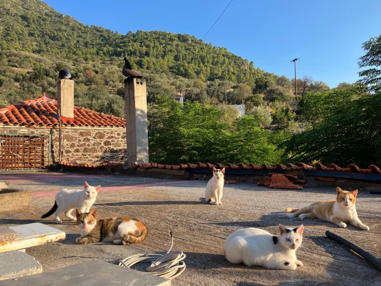 Ugyanolyan gyönyörű, mint Santorini, csak negyedannyiba kerül – Steiner Kristóf csodálatos világa Methana félszigetén_6