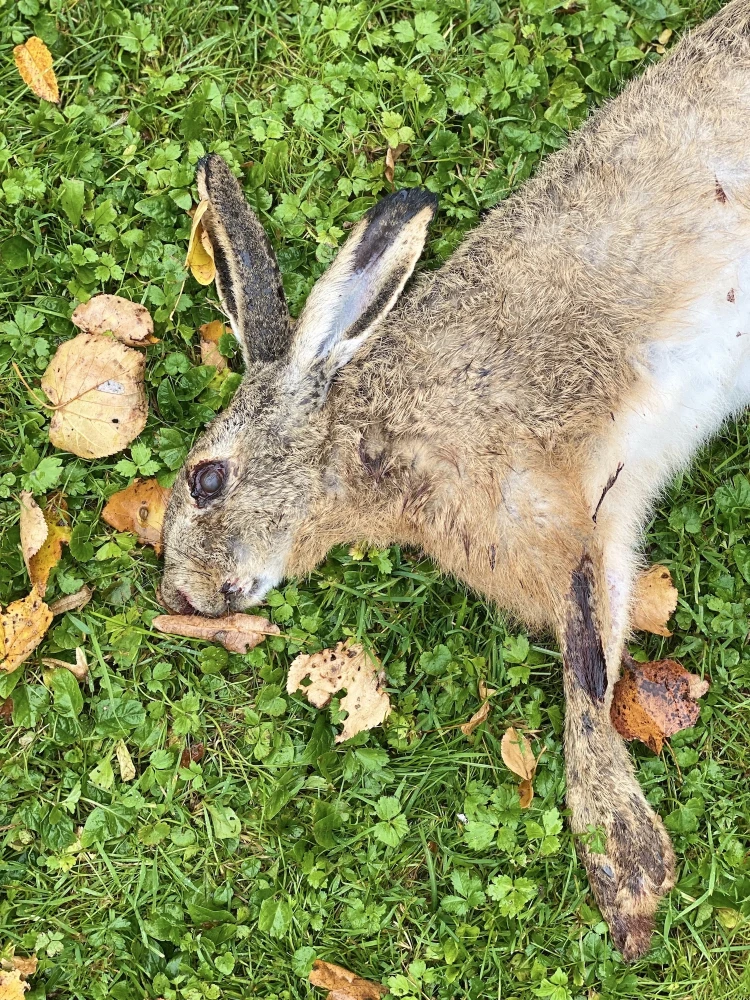 A vadhús, ha a legjobb séfek készítik_10