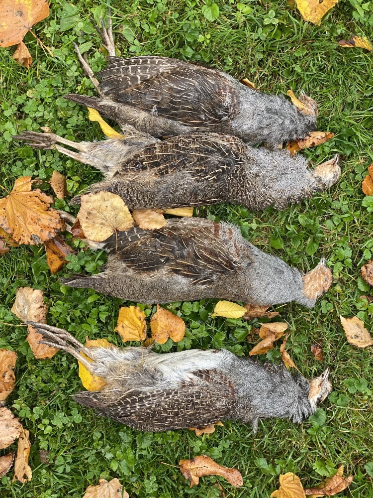 A vadhús, ha a legjobb séfek készítik_8