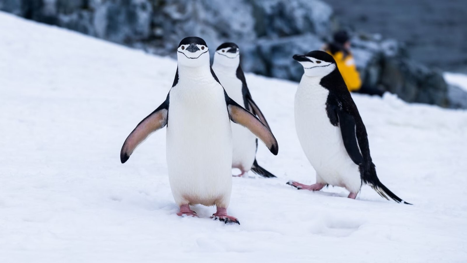 Hiába támadtak rá pingvinek, Lubics Szilvia nyerte az antarktiszi ultrafutóversenyt