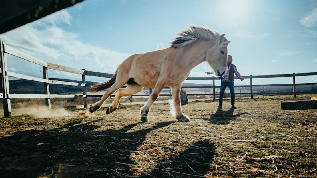 Mesterművek a javából: Sümegi-hegedű és Xiaomi 13 Pro
