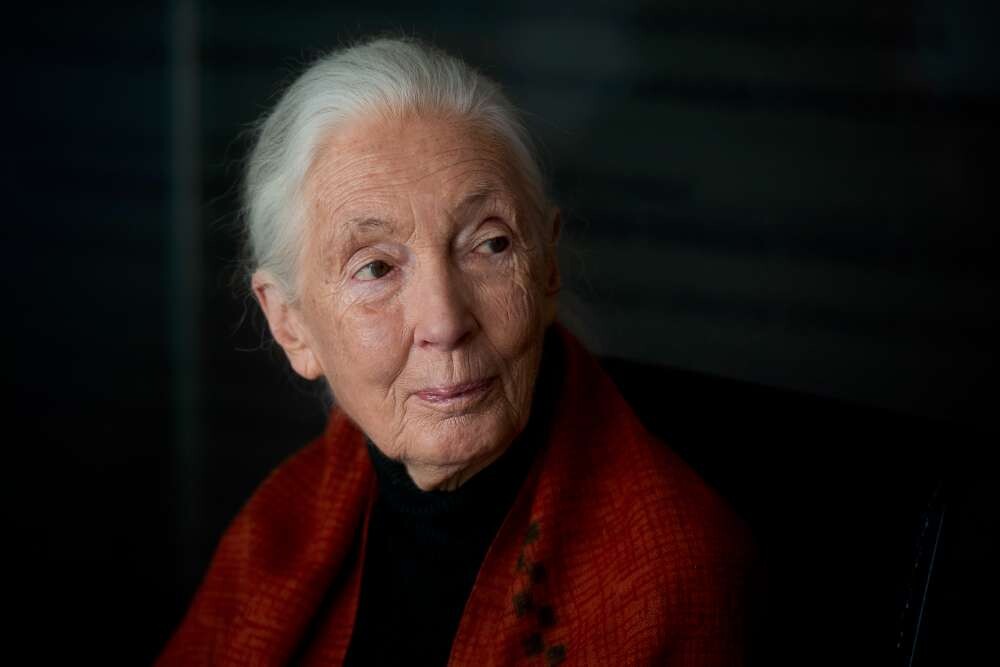 Az ember, aki átírta, mit jelent embernek lenni – Jane Goodall emlékére