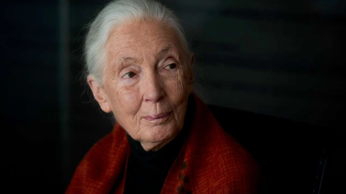 Az ember, aki átírta, mit jelent embernek lenni – Jane Goodall emlékére