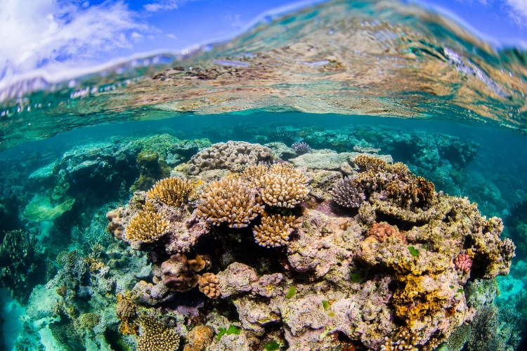 Fordítsuk vissza a korallzátonyok pusztulását!