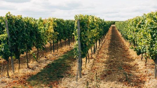 Orbán Ráhel így lesz a legnagyobb földbirtokos a tokaji borvidéken