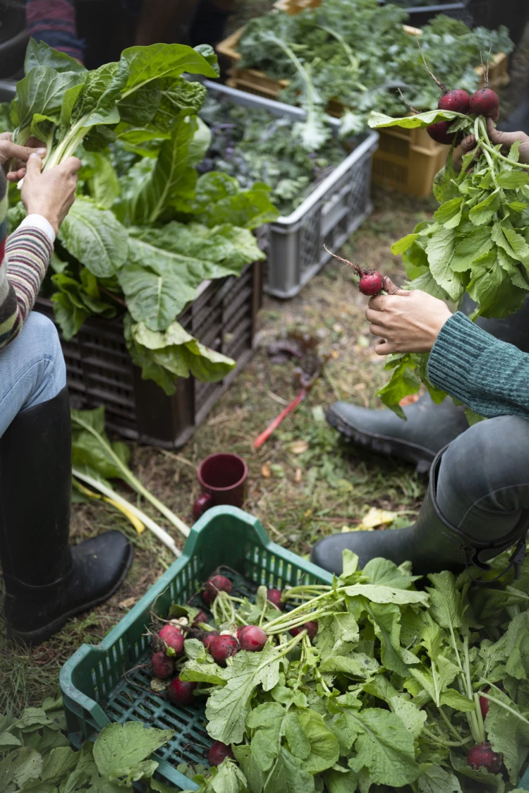 Ez nem csak kapálás meg öntözés – négy fiatal a vegyszermentes közösségépítés mellett döntött_5